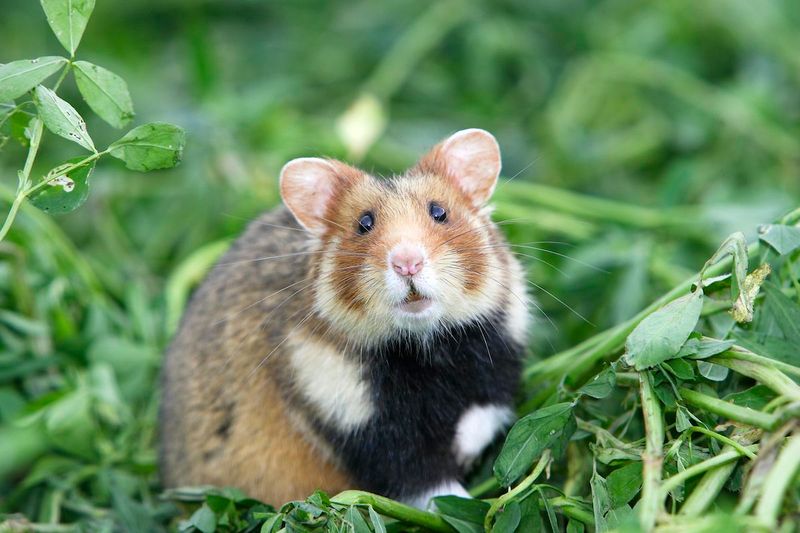 Hamsters 