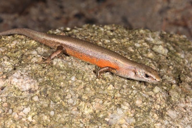 Scawfell Island Sunskink
