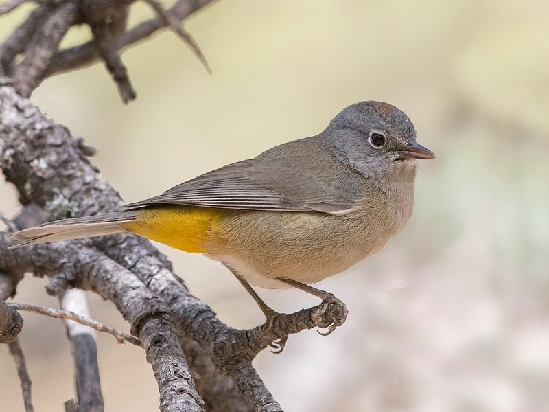 Colima Warbler