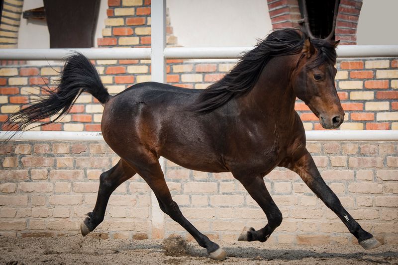 Caspian Horse