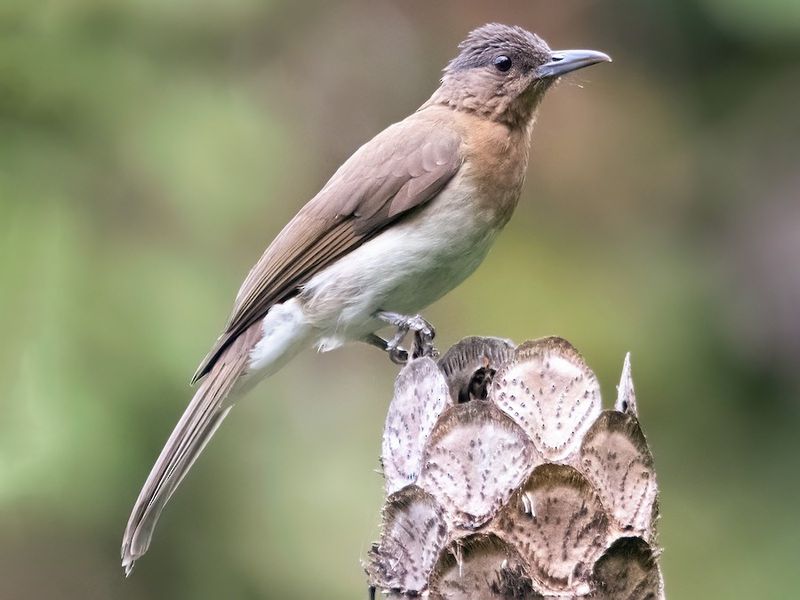 Blue-Wattled Bulbul – A Mystery In Malaysia