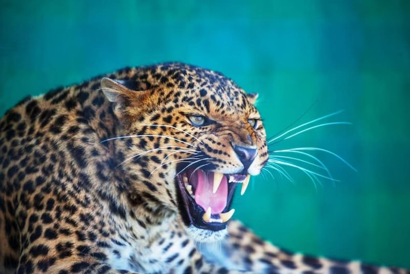 Leopards Of Rudraprayag And Panar