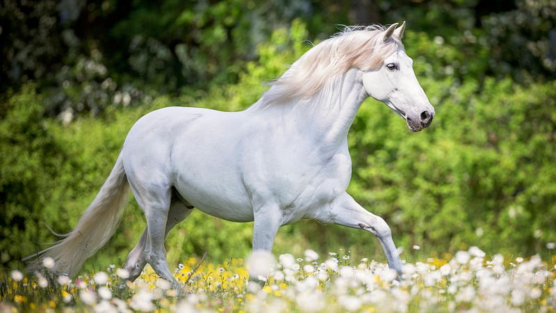 Andalusian's Ballet Dancer Grace