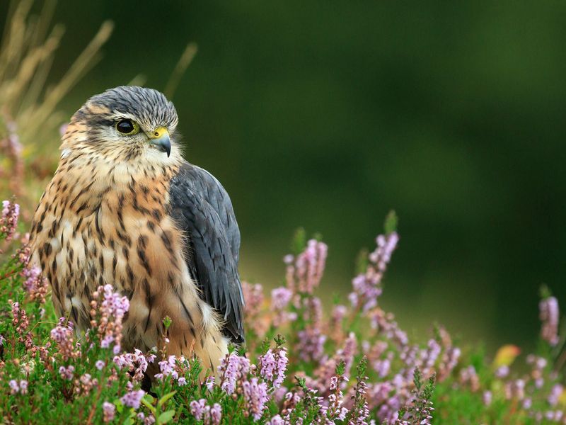 Merlin: The Woodland Acrobat