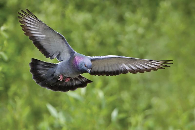 Rock Dove: The Surprisingly Swift Pigeon