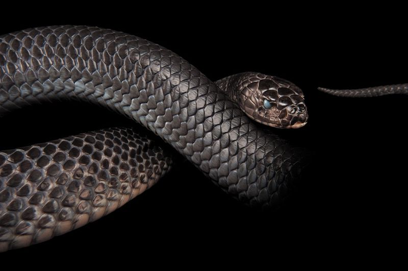 Coniophis