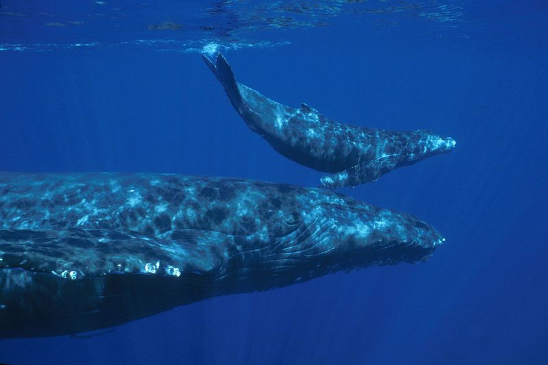 Ocean Noise Pollution Drowns Whale Songs