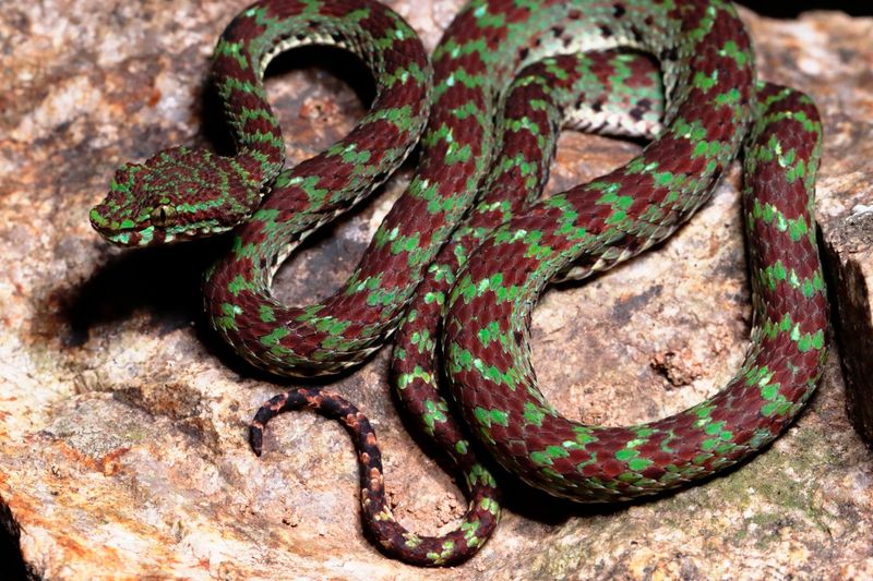Adds To Vietnam's Growing Snake List