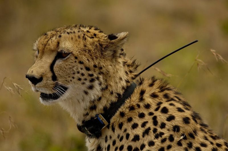 Advances In Conservation Technology