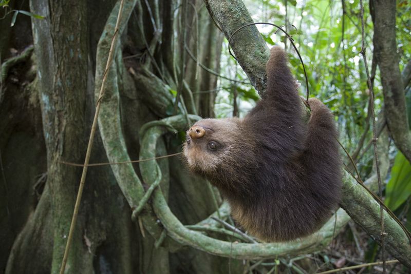 Climate Change And Its Impact On Sloths