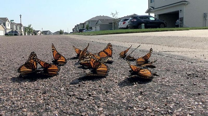 Habitat Loss Squeezes Butterfly Homes