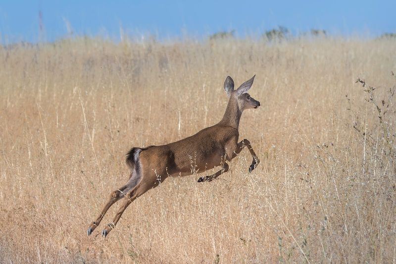 Mule Deer's Jumping Ability
