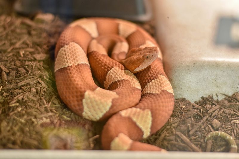 Burrowing Behaviors