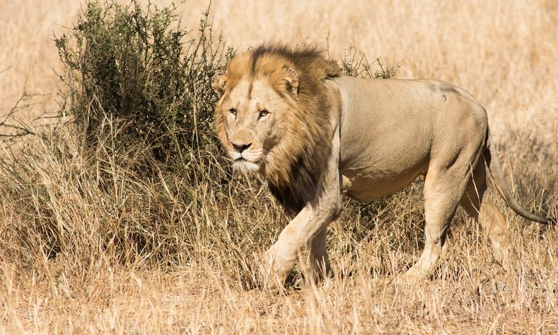 Anti-Poaching Technology