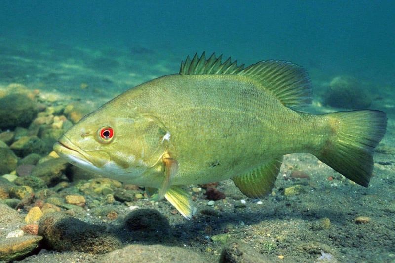 Fighting Style When Hooked