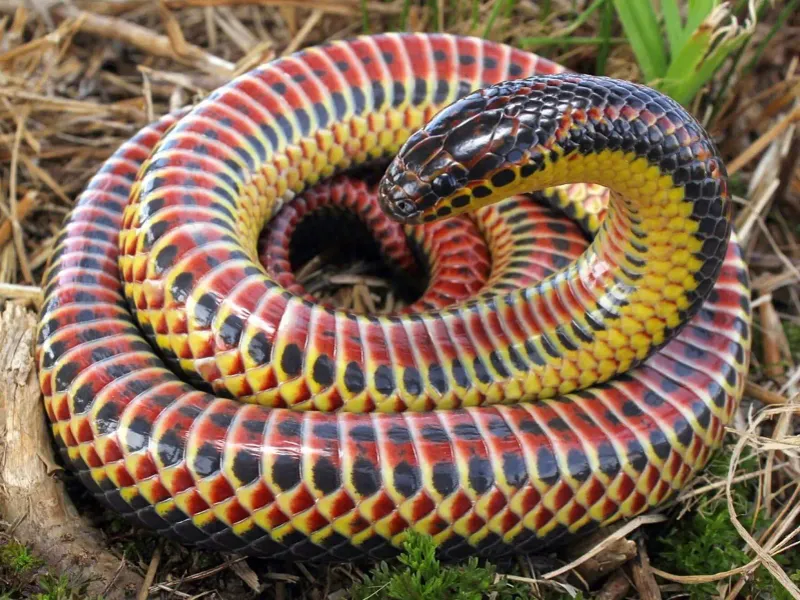 What Do Rainbow Snakes Eat?