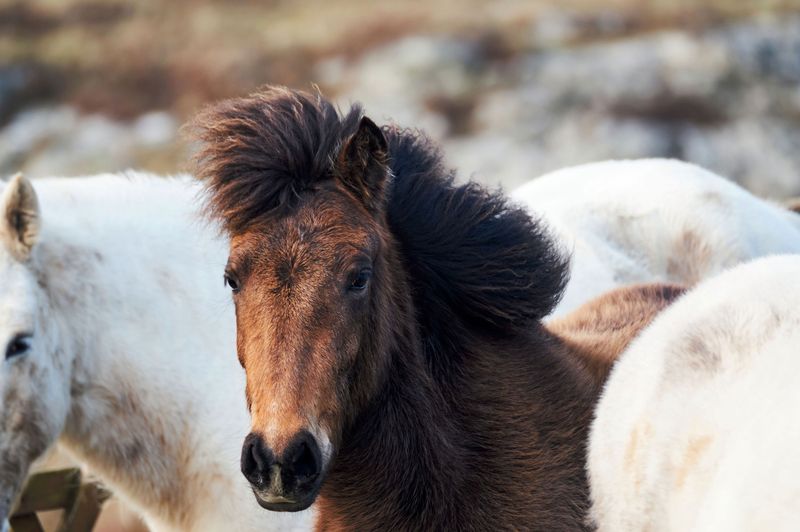 Eriskay Pony