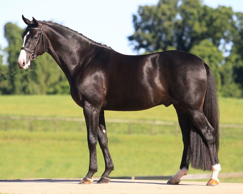 Hanoverian: The Athletic Aristocrat