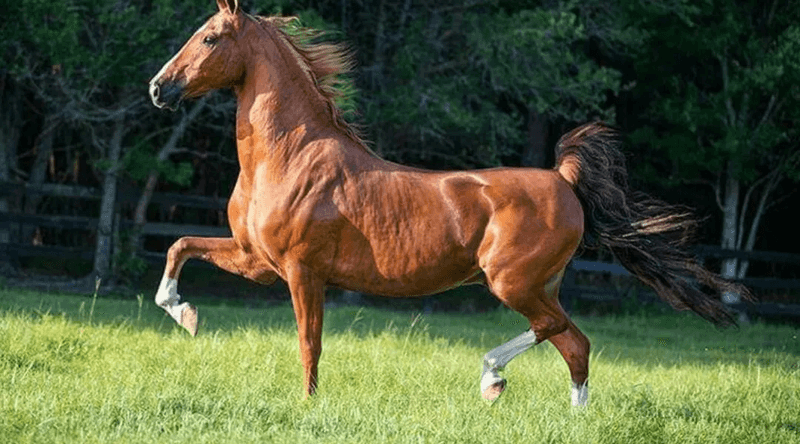 Saddlebred - The Aristocrat Of Show Rings