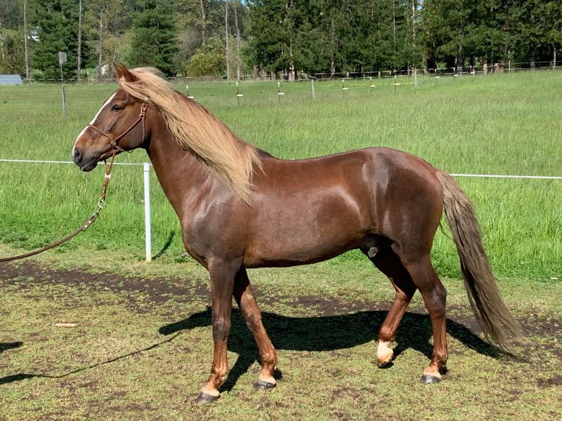 Paso Fino