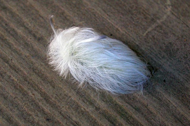 White Flannel Moth Caterpillar