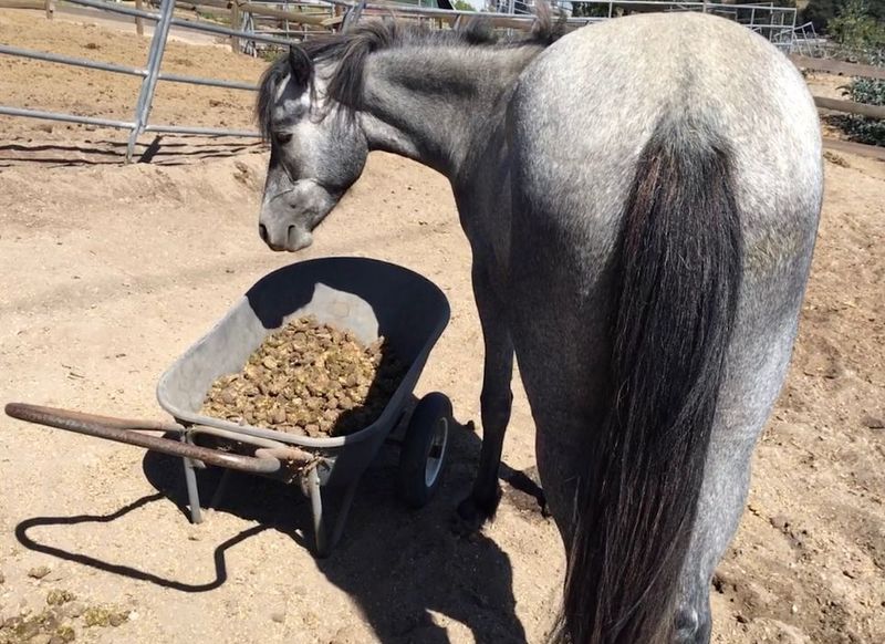 The Manure Mountain
