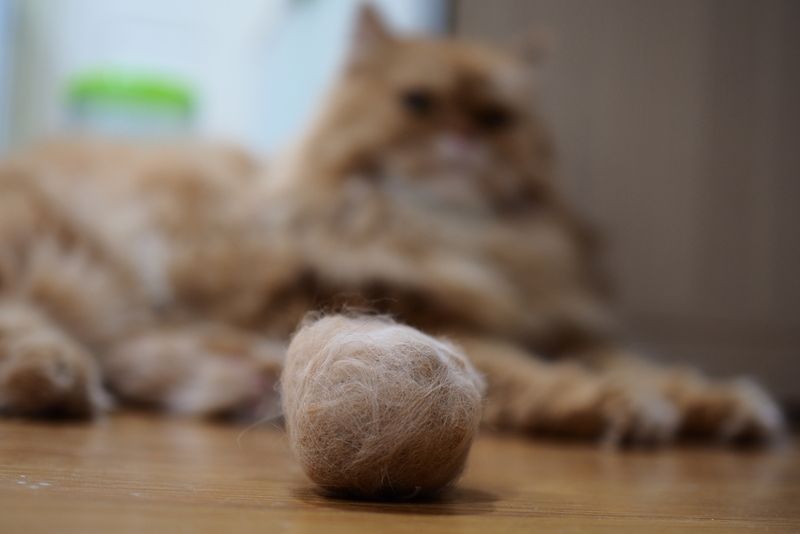 Hairballs Blocking The Way