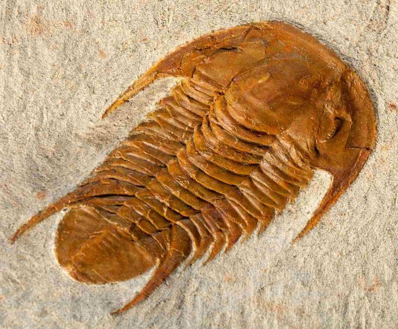 Trilobites