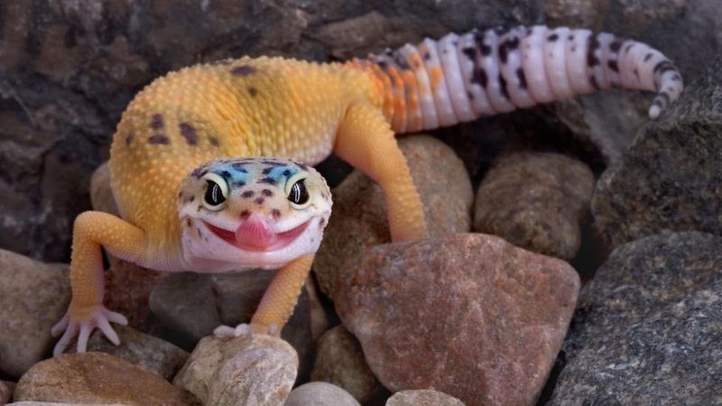 Leopard Geckos 