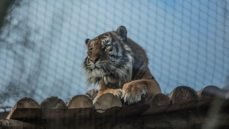 Zoo-Born Tigers Without Hunting Experience