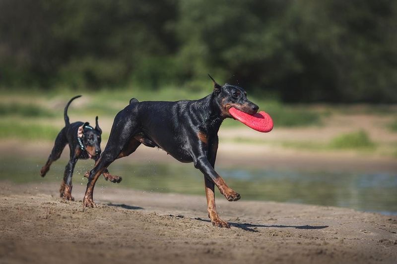 Harnessing Their Working Dog Intelligence