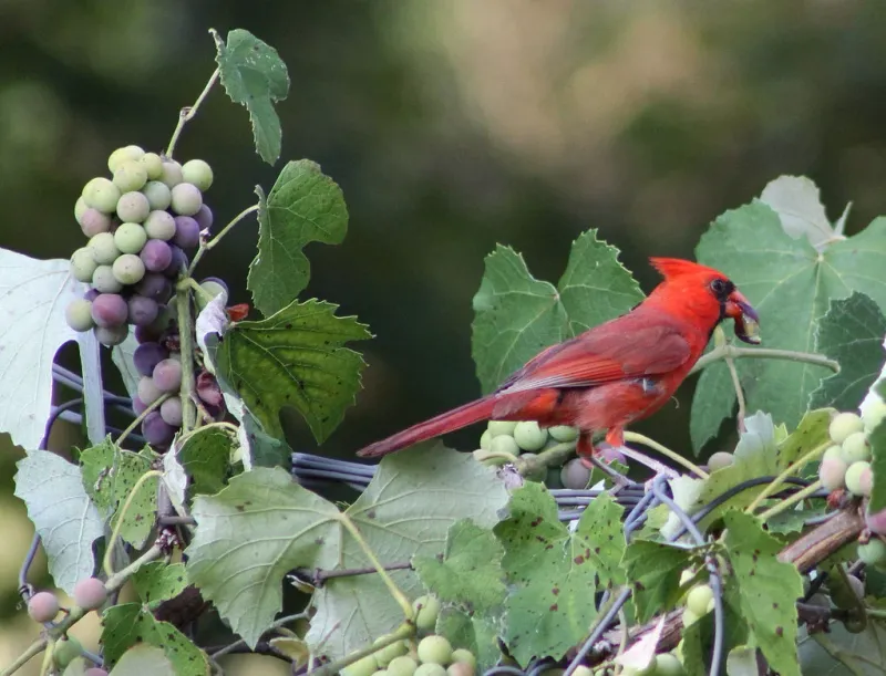 Add Fruit To Your Offerings