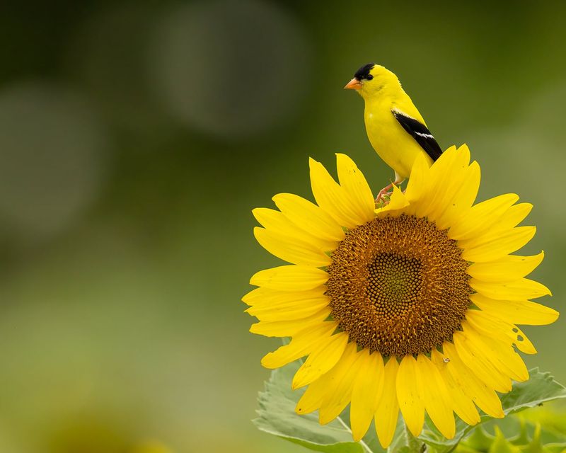 Grow Sunflowers