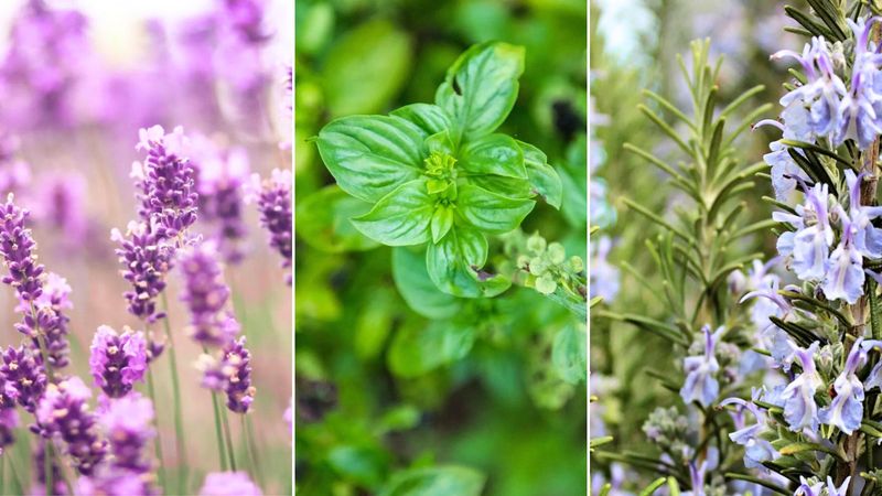 Use An Ant-Repellent Plant Nearby
