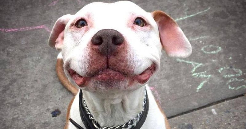 Grinning Pit Bull Terriers