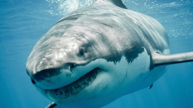 Great White Sharks: Calculated Hunters With Complex Brains