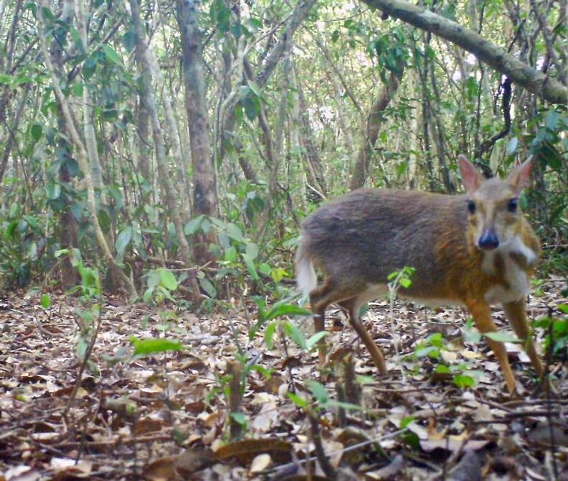 Deer Fostering Baby Rabbits