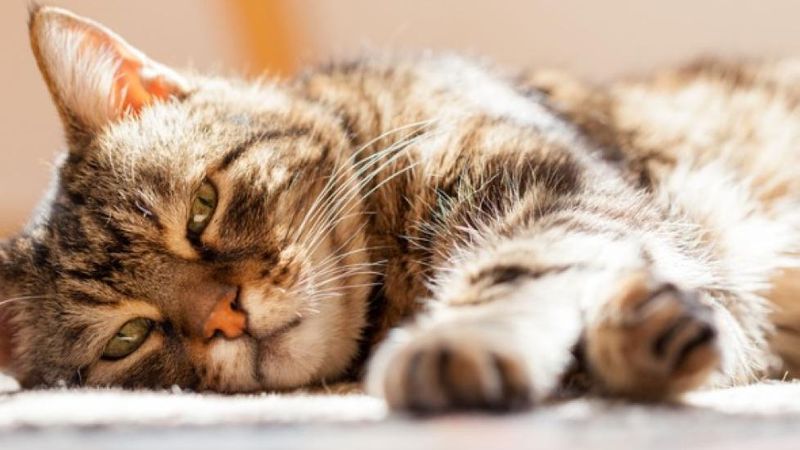 Reduced Appetite Or Lethargy