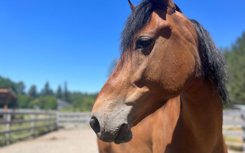 Horses With Unknown Histories