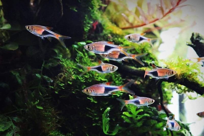 Gentle Harlequin Rasboras