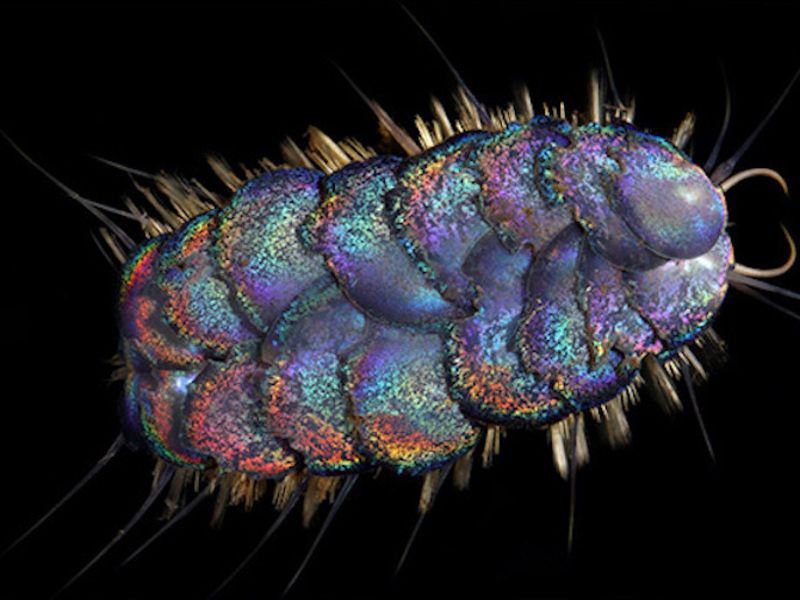 Scale Worm