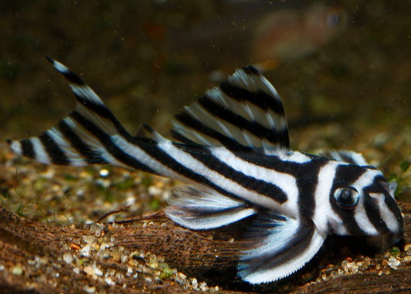 Zebra Pleco