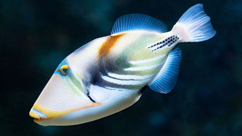 Picasso Triggerfish