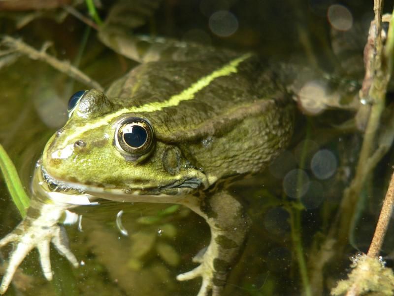 Invasive Species Competition
