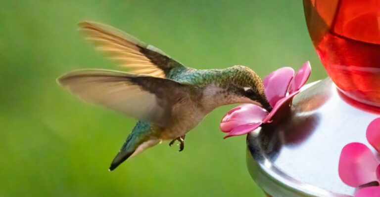 Harmful DIY Hummingbird Nectar Mistakes Everyone Makes