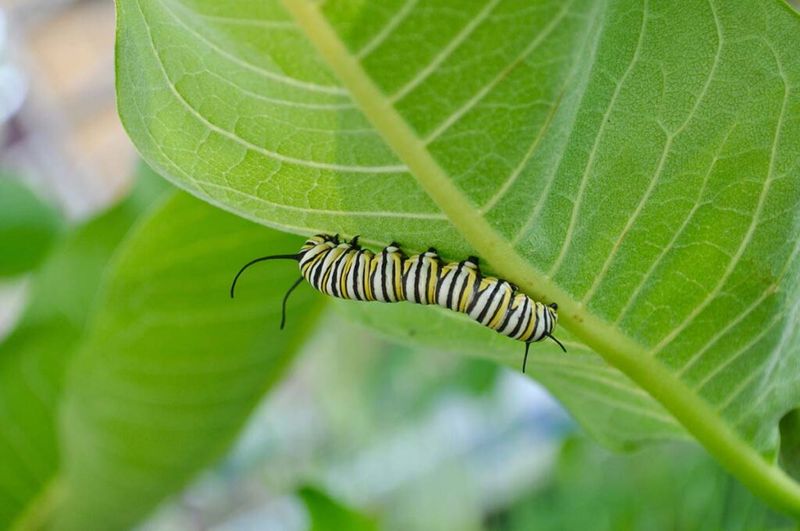 Butterfly Bush Dependency