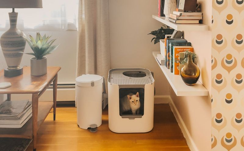 Litter Box Success Through Smart Setup
