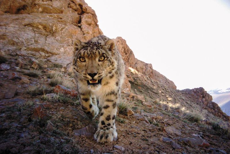 Snow Leopard – The Ghost Of The Mountains