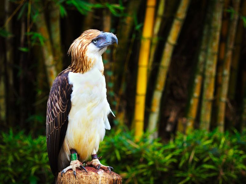 Philippine Eagle Has The Longest Body Length
