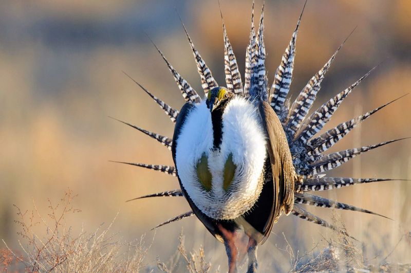 Greater Sage-Grouse